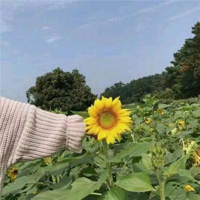 刀塔挂机手游下载